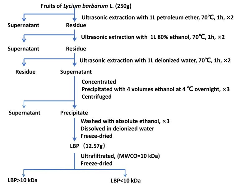 Laboratory‑scale extraction flowchart of Lycium barbarum polysaccharides (LBP)