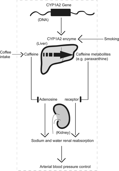 Paraxanthine Blood Pressure