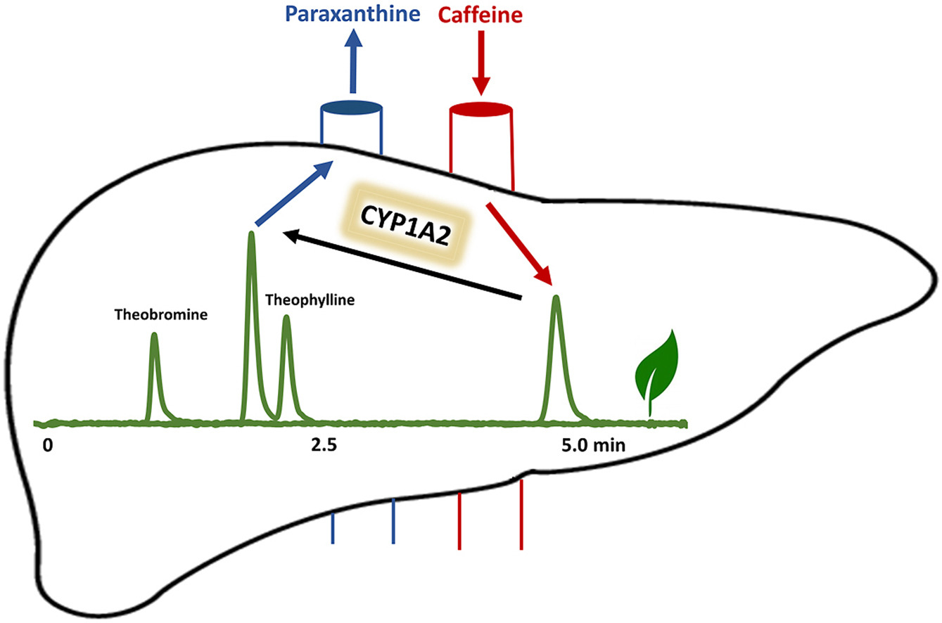 Paraxanthine Liver