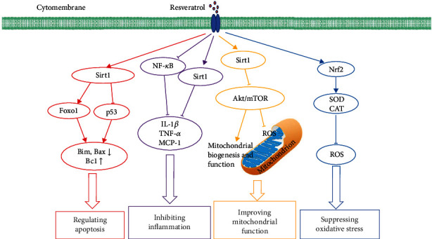 resveratrol anti aging
