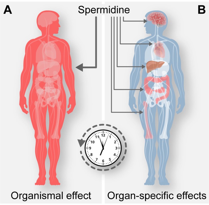 Spermidine and Anti-Aging