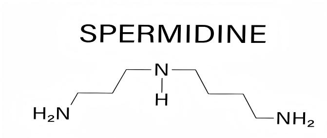 spermidine powder