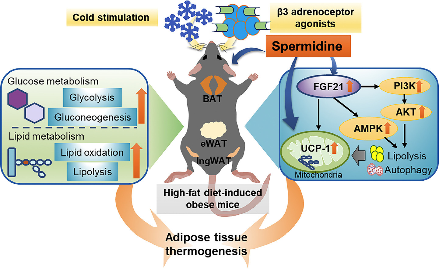 Spermidine Weight Loss
