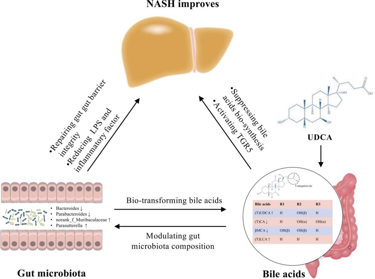 ursodiol para el hígado