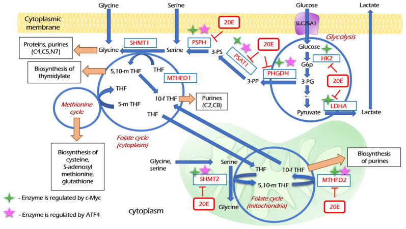 beta ecdysterone and metabolic regulation