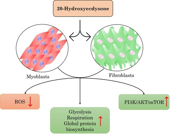 beta ecdysterone muscle growth