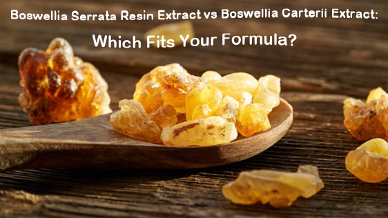 Ekstrakt z żywicy Boswellia Serrata a ekstrakt z Boswellia Carterii: Który z nich pasuje do Twojej formuły?