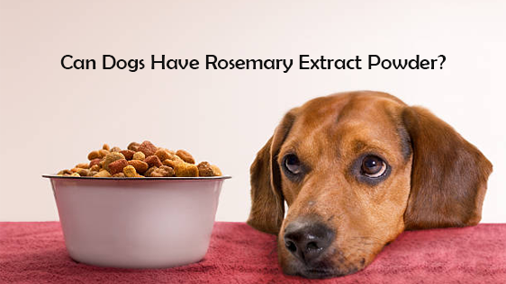 I cani possono assumere estratto di rosmarino in polvere?