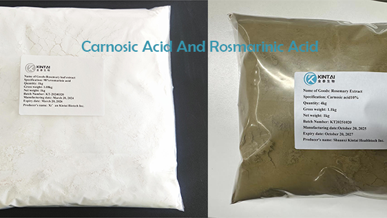Acido carnosico e acido rosmarinico: qual è la differenza?