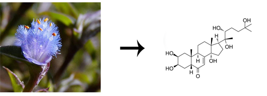 cyanotis vaga extract beta ecdysterone
