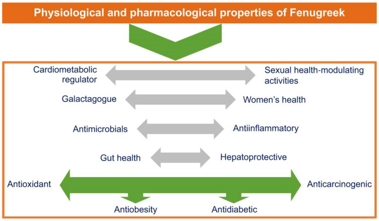 Fenugreek Seed Extract Bodybuilding