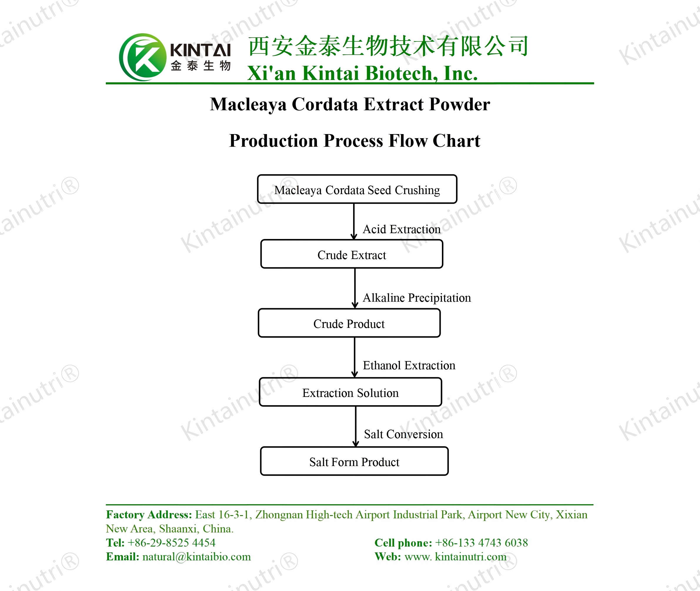 macleaya cordata extract powder production process flow chart Diagrama de flujo del proceso de producción de extracto en polvo de Macleaya cordata