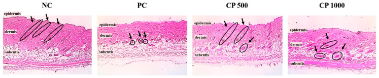 Marine Collagen Peptides For Hair Growth