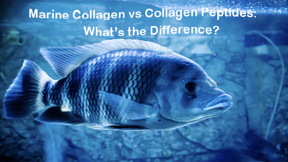 Collagene marino vs. peptidi di collagene: qual è la differenza?