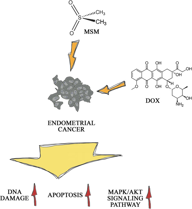 msm methylsulfonylmethane cancer