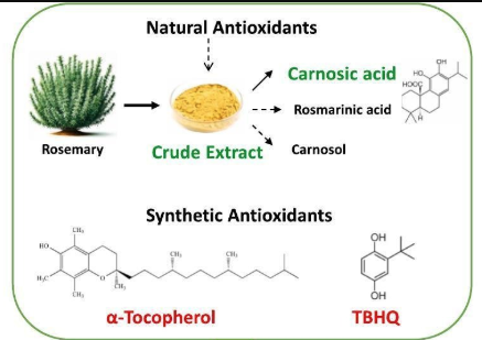 rosemary extract antioxidant