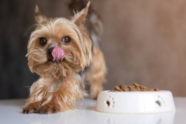 rosemary extract in dog food