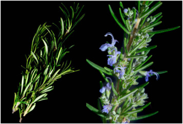 Rosemary Extract