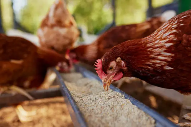 soy isoflavones in livestock