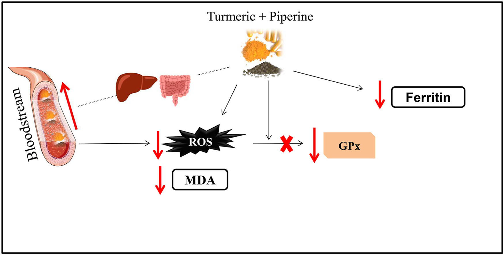 Mecanismo antioxidante de la cúrcuma y la piperina