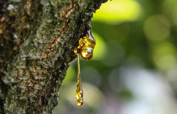 ¿Qué es el extracto de boswellia en polvo?