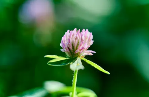 What Is Red Clover Extract? ¿Qué es el extracto de trébol rojo?