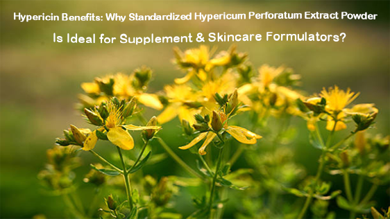 Benefici dell'ipericina: perché l'estratto in polvere standardizzato di Hypericum Perforatum è ideale per i formulisti di integratori e prodotti per la cura della pelle?