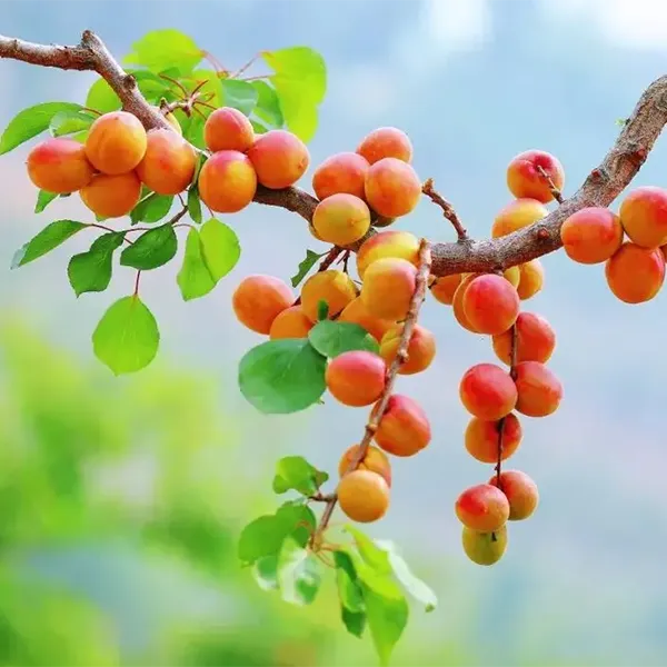 Natural and Pure Amygdalin b17 Powder