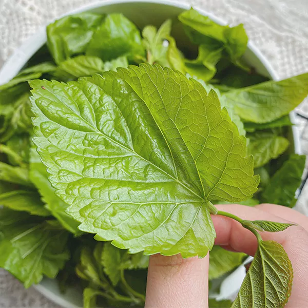 Mulberry Leaf Extract DNJ Powder (1-Deoxynojirimycin)