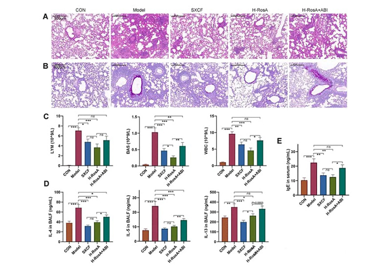 Peking Union Medical College reveals that rosemarinic acid alleviates allergic asthma through the gut-lung axis