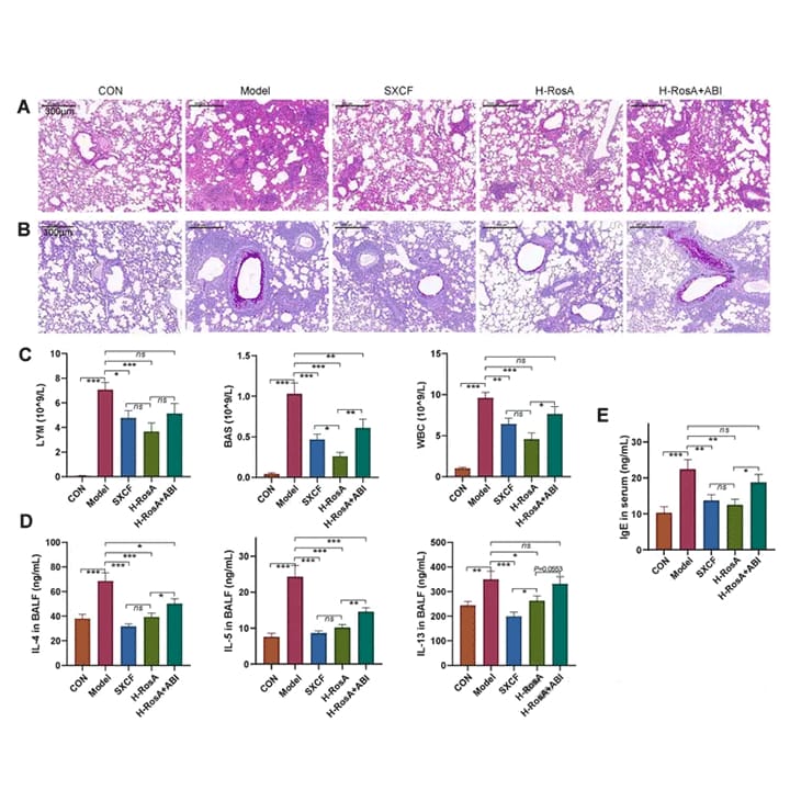 Peking Union Medical College reveals that rosemarinic acid alleviates allergic asthma through the gut-lung axis.jpg