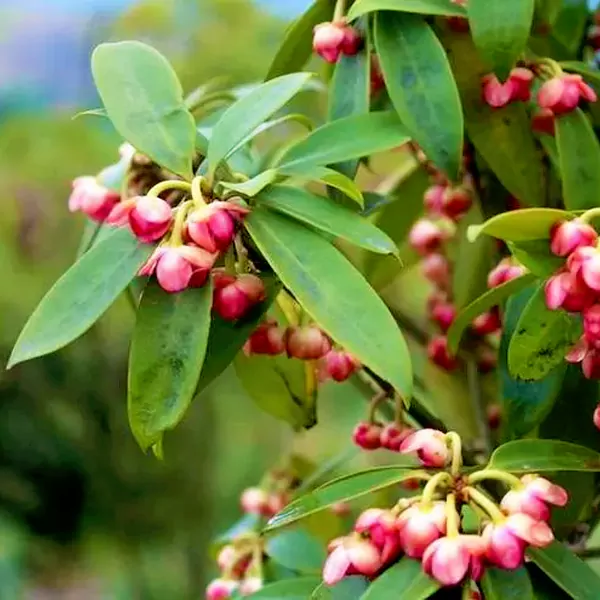 Natural and Bulk Shikimic Acid Powder