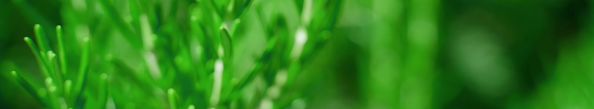 Are Withanolides Safe