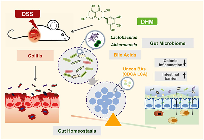 Researchers at Xi'an Jiaotong University make new advances in the treatment of inflammatory bowel disease
