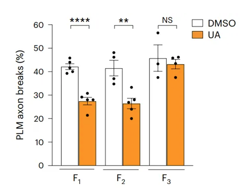 Supplementation with the natural substance ursolic acid may protect brain axons across generations (2).png