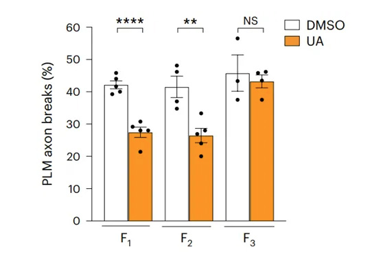 Supplementation with the natural substance ursolic acid may protect brain axons across generations