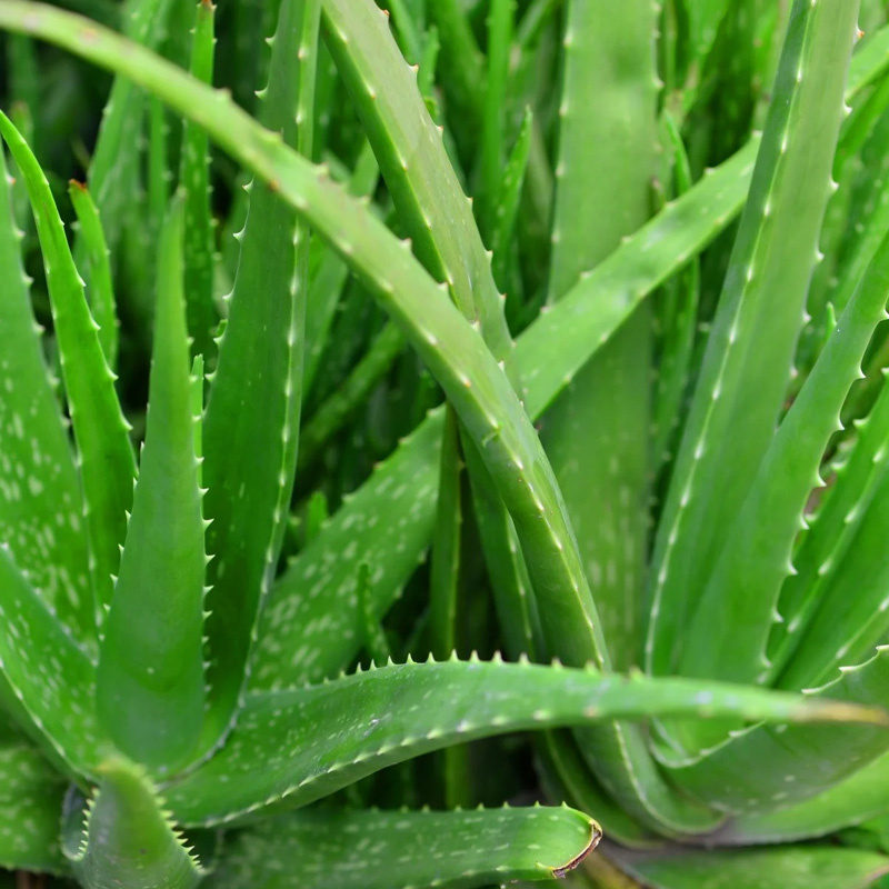 Aloe Vera Leaf Extract Aloin Powder
