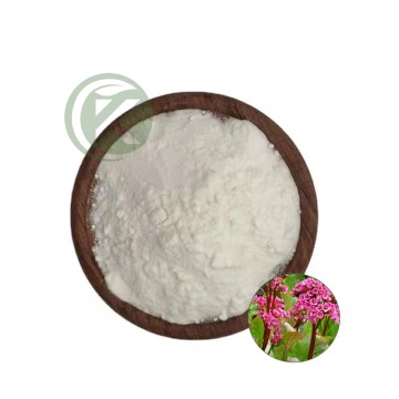 Bergenia Purpurascens Extract Bergenin Powder
