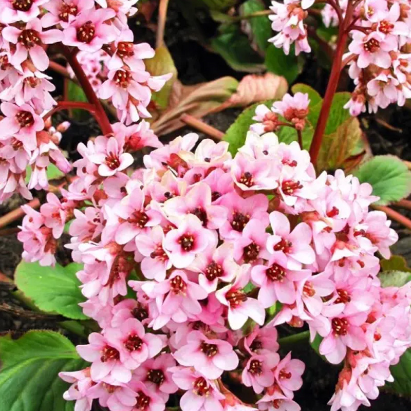 Bergenia Purpurascens Extract Bergenin Powder