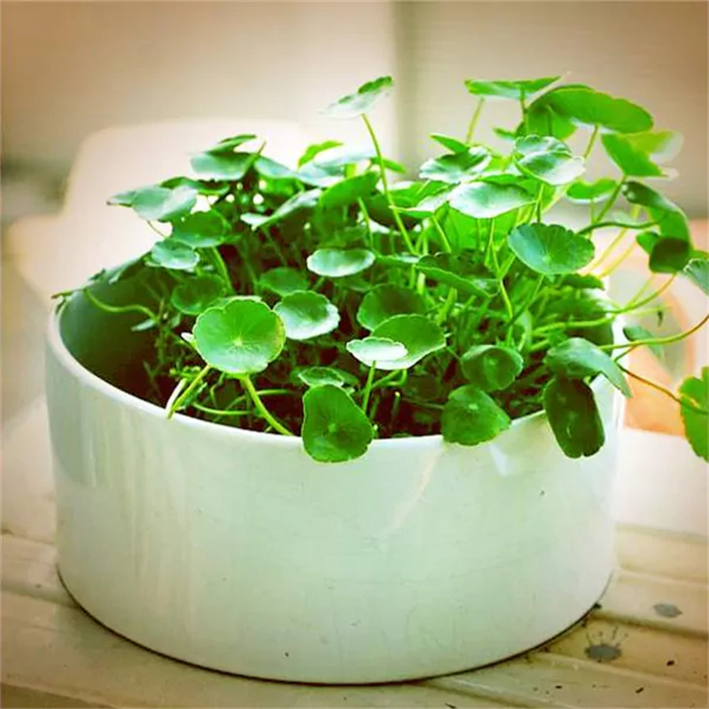 Wholesale Bulk Asiaticoside Powder