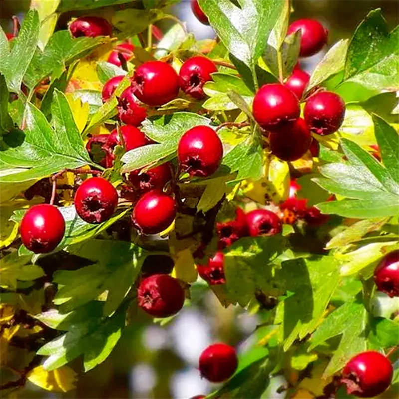 Natural Bulk Maslinic Acid  Powder