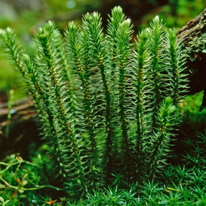 Huperzia Serrata Extract Huperzine A 1% Powder