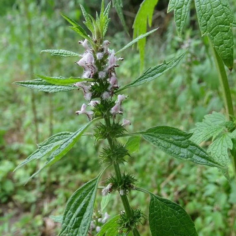 Motherwort Herb Extract Stachydrine Hydrochloride Powder