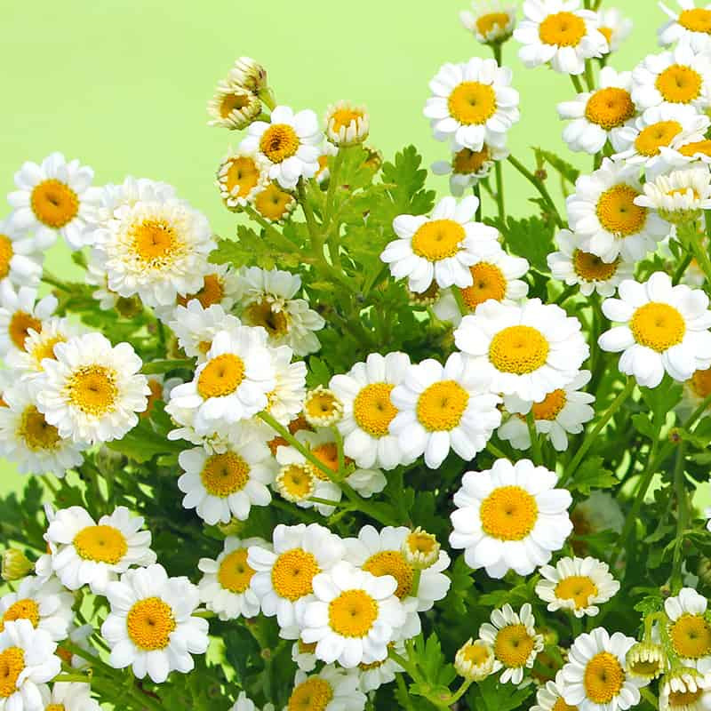 Natural Feverfew Extract Parthenolide Powder