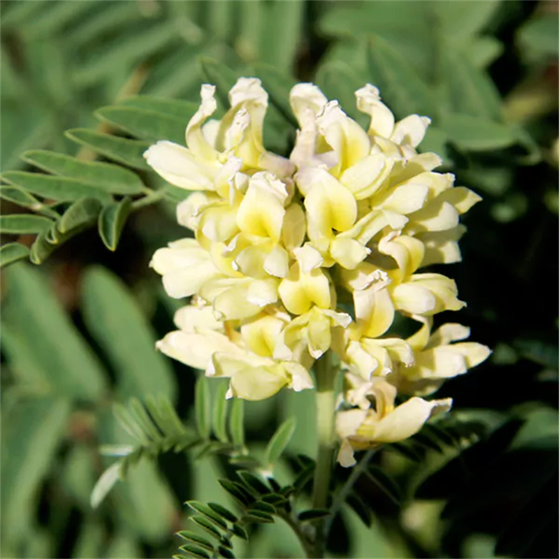 Natural Sophora Species Extract Sophoridine Powder