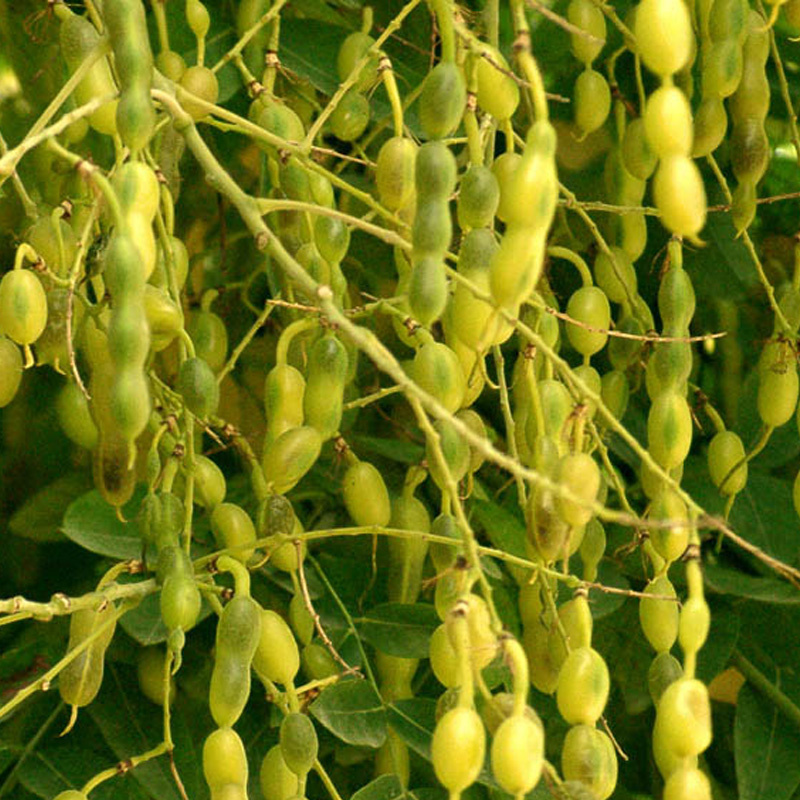 The Fruit Of Sophora Japonica Extract Sophoricoside Powder
