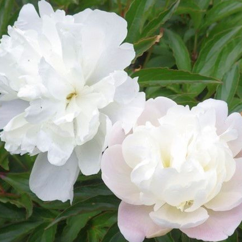 The Root Of Paeonia Albiflora Pall Extract Paeoniflorin Powder