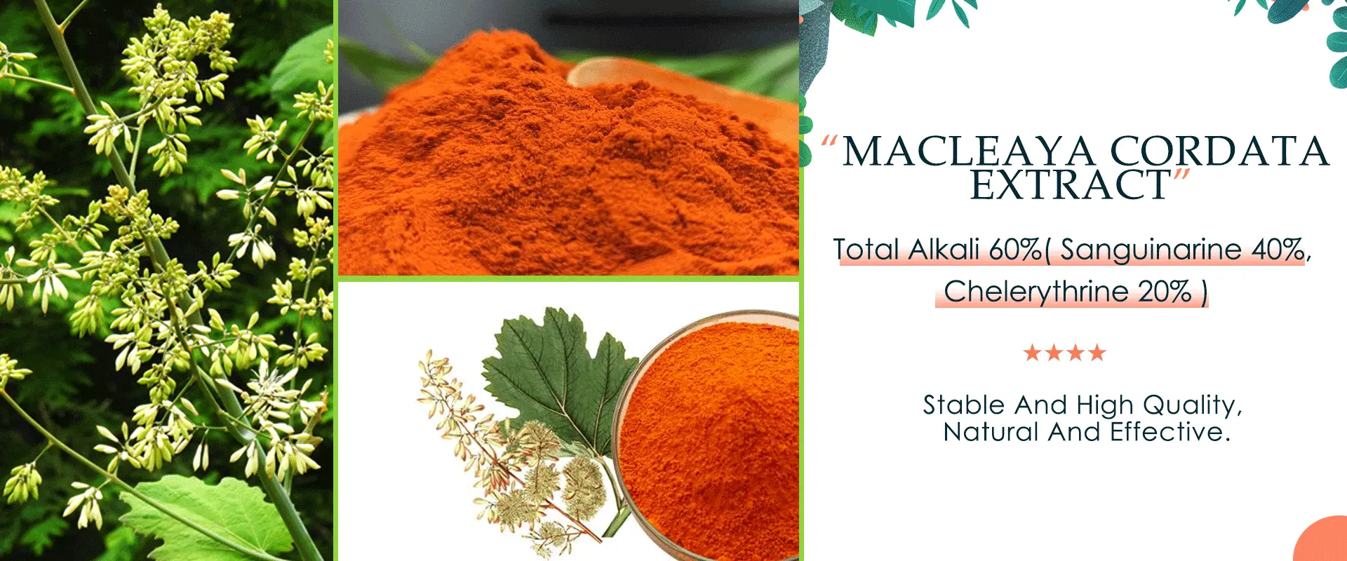Antioxidant
