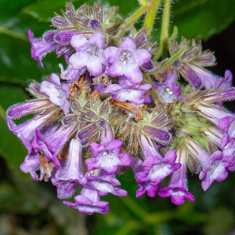 Yerba Santa (Eriodictyon californicum) Extract Eriodictyol Powder