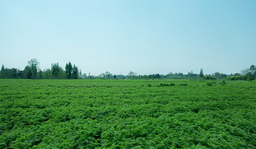 TCM Plantation according to GAP